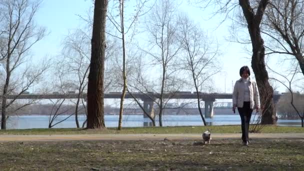 Erwachsene Frau spaziert mit yorkshire terrier im spring park — Stockvideo