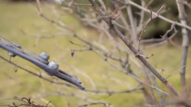 Couper les branches séchées sur le buisson avec une taille — Video