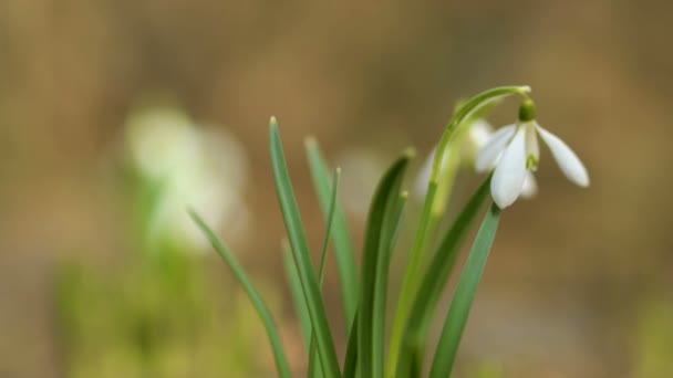 Első tavaszi virágok — Stock videók