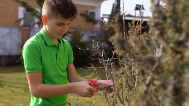 Çocuk kurutulmuş bush bahçede makasla kesmek — Stok video