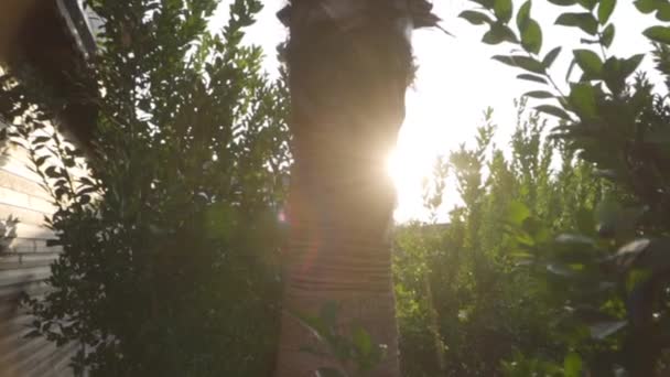 Brun trädstam mellan gröna blad i solljus. Solnedgång eller gryning i östra landet. Vacker turkisk natur. — Stockvideo