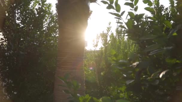 Solstrålar skiner mellan gröna trädblad. Palmer som står i förgrunden. Solnedgång eller gryning i Turkiet. Vacker östlig natur. — Stockvideo