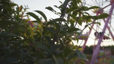 Yeşil yaprakların arasında parlayan güneş ışınları. Pembe atlıkarınca göründü. Doğu tatil köyünde güneş doğuyor ya da batıyor. Güzel Türk doğası.