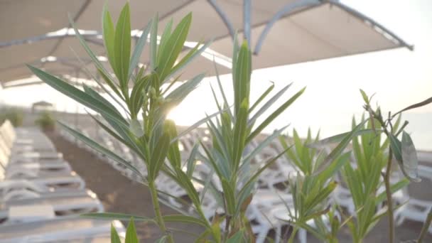 Närbild av oleander gren i bakgrunden av sandstrand med vita solstolar. Östra semesterorten. Vacker turkisk natur. — Stockvideo