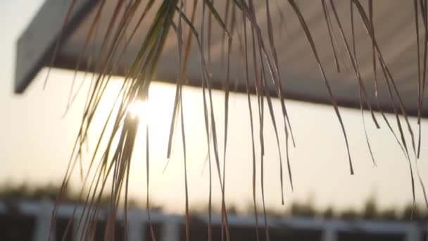 Rayons solaires brillants à travers la branche de l'arbre avec de longues feuilles. Station balnéaire calme en Turquie . — Video