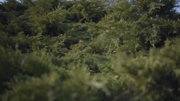閉じる緑の松の枝の風の下で揺れをバックアップします。木、自然、晴れた日. — ストック動画