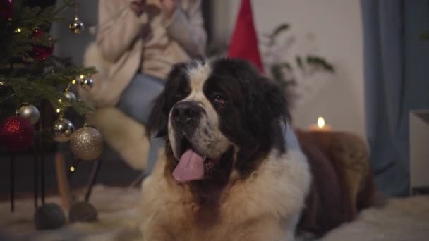 Detailní záběr velkého moskevského hlídacího psa ležícího doma na měkkém koberci. Nerozpoznatelná běloška plete v pozadí. Čistokrevný pes odpočívající na Silvestra uvnitř. — Stock video