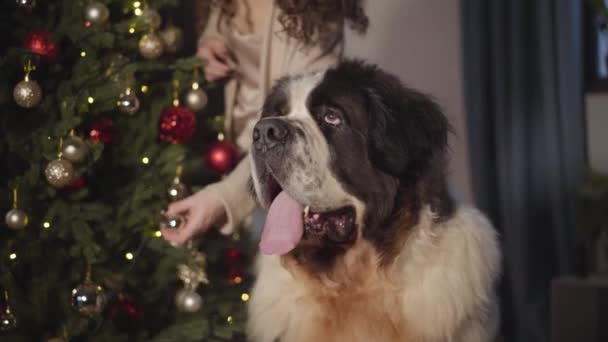 Stor hund kigger væk med tungen ud. Smuk kaukasisk kvinde kærtegner og kysser sit kæledyr. Brunette pige udsmykning hus til jul. Ferie, nytårsaften, fest . – Stock-video