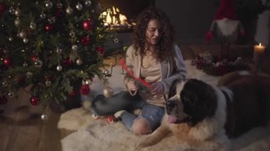Beyaz bir kızın Saint Bernards 'ın kafasına yeni yıl geyiği boynuzları takmasının en güzel görüntüsü. Büyük köpek sahibi ve en iyi arkadaşıyla Noel için hazırlanıyor. Yeni yıl arifesi, kutlama, tatil.
