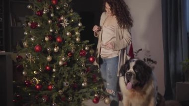 Çekici beyaz kadın evdeki Noel ağacına oyuncak asıyor. Sahibinin yanında duran büyük Aziz Bernard 'ı. Gülümseyen kız evcil hayvanını okşuyor. Yeni yıl arifesi için insan ve hayvan dekorasyon evi..