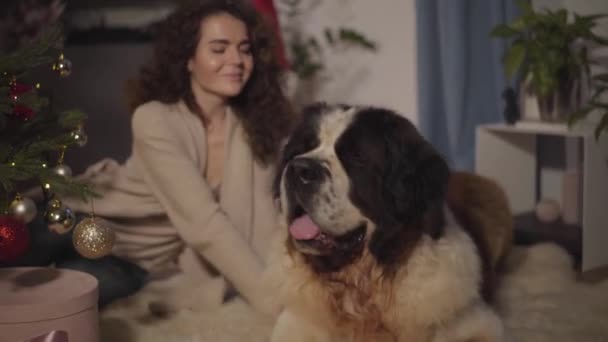 Beautiful young Caucasian woman waking up and opening gift box standing under Christmas tree. Her big curious Saint Bernard looking inside the box. Holidays, gifts, New Years eve. — Stock Video