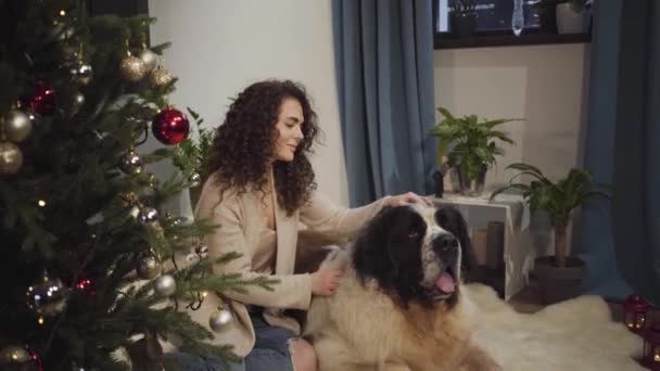 Vista lateral de la atractiva chica morena acariciando a su gran perro. Mujer caucásica agradable en ropa casual pasar la víspera de Año Nuevo con San Bernardo en el interior. Coziness, vacaciones, Navidad . — Vídeo de stock