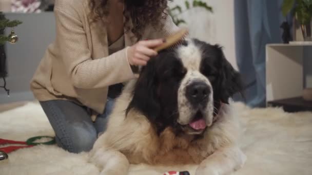 Primer plano del gran perro guardián de Moscú mintiendo mientras su dueño peinaba su piel. Feliz mujer caucásica sonriente besando la cabeza de sus mascotas. Chica cuidando de su perro en el interior . — Vídeos de Stock