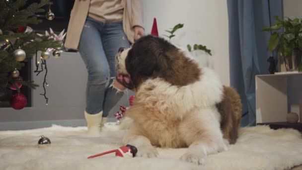 Ung vit kvinna kommer fram till stor hund vilar på mjuk matta och sätta nyårshorn av rådjur på hans huvud. Positiv flicka förbereder sig för jul tillsammans med Moskva Watchdog. — Stockvideo