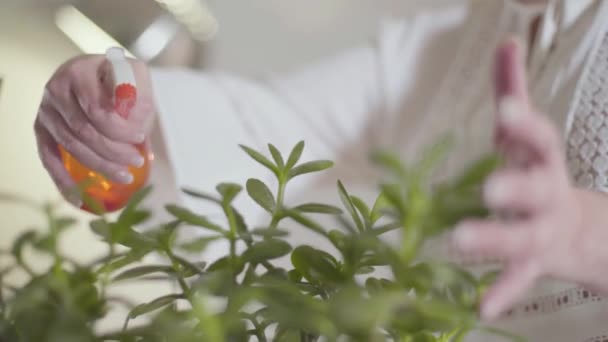 Close-up of green leaves sprayed by water. Fresh houseplant cared by retiree. Grandmother growing home plants. Hobby, pastime, leisure activity. — Stock Video