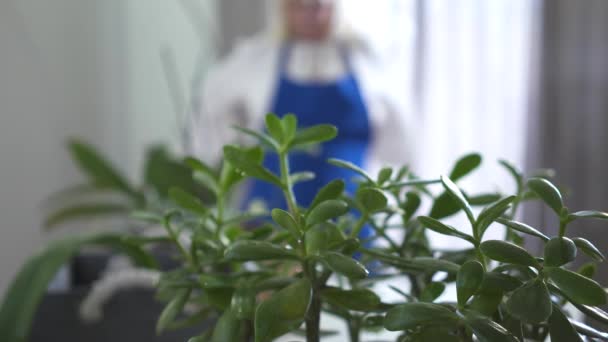 Mujer caucásica madura poniéndose un delantal azul al fondo, tomando pulverizador y estrellas rociando agua sobre plantas domésticas. Jubilado cuidando de las plantas del hogar. Aficion, pasatiempo, ocio . — Vídeos de Stock