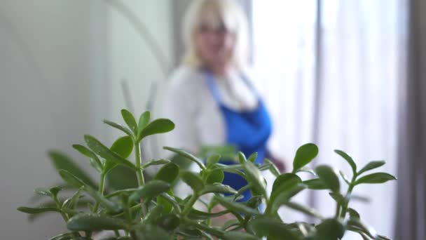 Mujer blanca borrosa rociando agua sobre plantas domésticas en el fondo. Jubilado en delantal azul cuidando plantas caseras. Aficion, pasatiempo, actividad de ocio . — Vídeos de Stock