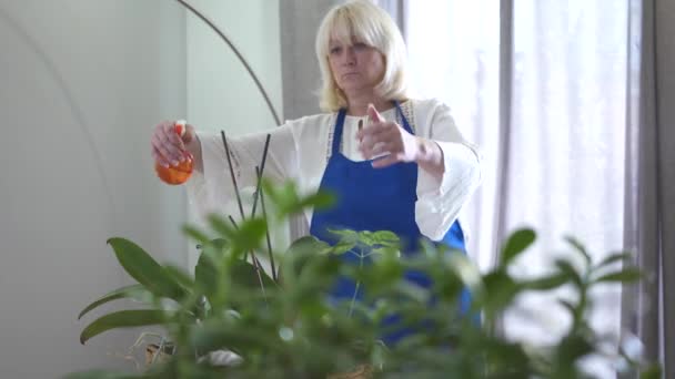 Уверенная светловолосая белая женщина, брызгающая водой на домашние растения и улыбающаяся. Счастливый пенсионер в синем фартуке, ухаживающий за домашними растениями. Хобби, времяпровождение, досуг . — стоковое видео
