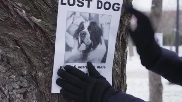 Close-up van de handen in de winter handschoenen opknoping ontbrekende hond advertentie op de boom. Saint Bernards eigenaar op zoek naar verloren huisdier. Verlies, problemen, problemen. — Stockvideo