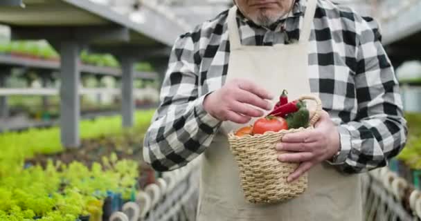 Портрет невпізнаваного старшого кавказького чоловіка, який тримає кошик з органічними овочами. Зрілий садівник позує з овочами в оранжереї. Вирощування, сільське господарство, оранжерея. Фільм 4k ProRes HQ. — стокове відео