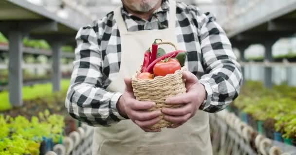 Senior macho caucásico manos estiramiento cesta con verduras a cámara. Jardinero masculino maduro mostrando tomates orgánicos, pepinos y pimientos picantes en invernadero. Sede del cine 4k ProRes . — Vídeo de stock