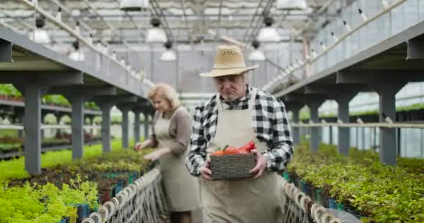 Homem caucasiano sênior de avental e chapéu de palha andando até a câmera segurando cesta com vegetais frescos, pára e olha para a câmera. Agricultora que trabalha com plantas em segundo plano. Cinema 4k ProRes HQ . — Vídeo de Stock