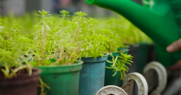 Detailní záběr zalévací plechovky nalévání vody na zelené sazenice listí. Neznámý agronomista pečující o rostliny ve skleníku. Pěstování, zemědělství. Cinema 4k ProRes HQ. — Stock video