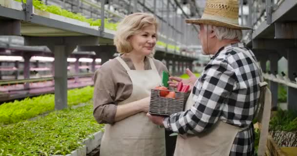 Donna caucasica positiva ascoltando giardiniere maturo in cappello di paglia e prendendo un pomodoro dal cestino. Agronomo di sesso maschile anziano che vanta con verdure biologiche a collega femminile. Cinema 4k ProRes HQ . — Video Stock