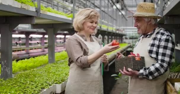 Louro alegre mulher branca madura tomando tomate de cesta e vegetais cheirosos. Agronomistas desfrutando de alimentos orgânicos frescos em estufa. Vegetariano, cultivo, agricultura. Cinema 4k ProRes HQ — Vídeo de Stock