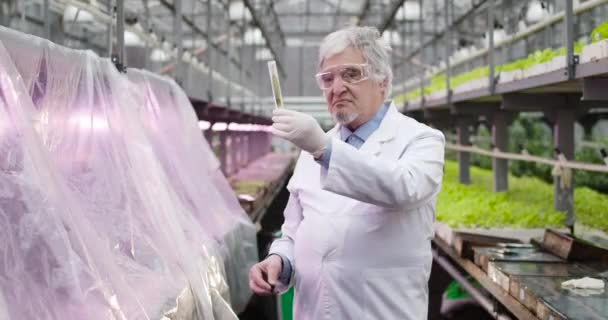 Ritratto di anziano uomo caucasico dai capelli grigi in mantello bianco in piedi in serra e in possesso di provetta con foglia di pianta. Scienziato professionista di sesso maschile che lavora in serra. Cinema 4k ProRes HQ . — Video Stock