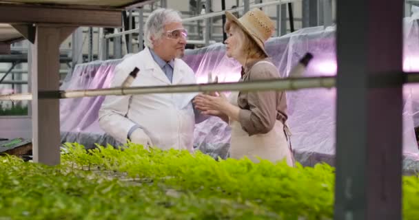 Agronome féminine caucasienne désespérée en chapeau de paille parlant avec un homme scientifique mature aux cheveux gris. Homme en robe blanche apaisant femme anxieuse dans la serre. Science, agriculture. Siège social de Cinema4k ProRes . — Video