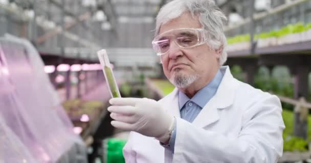 Primer plano del hombre caucásico grave en el tubo de prueba de cierre de ropa de trabajo protectora con hojas de plantas en invernadero. Confiado agrónomo profesional examinando verduras en invernadero. Sede del cine 4k ProRes . — Vídeos de Stock