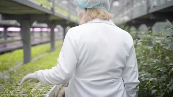 Camera na senior blanke vrouw in witte badjas en beschermende bril lopen langs rijen zaailingen in houthuis aanraken bladeren. Professionele bioloog werkzaam in kas. Landbouw. — Stockvideo