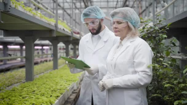 Jonge blanke man leren werken in kas luisteren naar adviezen van professionele senior vrouw. Vrouwelijke landbouwkundige die nieuwe werknemersproductie van biologisch vegetarisch voedsel verklaart. — Stockvideo