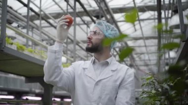 Koruyucu iş elbisesi içinde kendine güvenen beyaz bir genç cam evde dikilip elinde domatese bakıyor. Serada çalışan çok yakışıklı bir tarım uzmanı. Tarım, tarım, üretim..