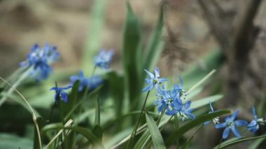 Açık havada hafif rüzgarda sallanan narin mavi çiçeklerin yakın çekimi. Bahçede büyüyen safran. Doğada güzellik, canlılık, bitki örtüsü.