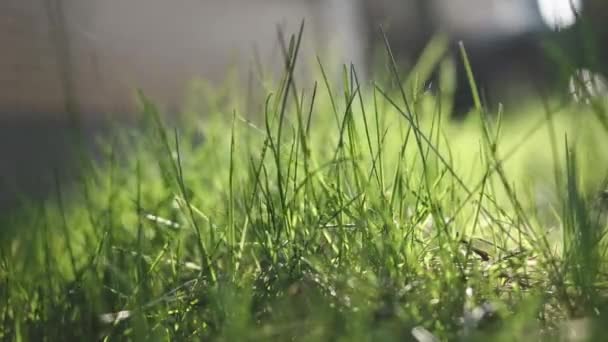 Folhas de grama fresca verde tremendo no vento em raios solares. Close-up macro tiro de primavera lutando inverno ao ar livre no dia ensolarado. Natureza, paisagem, flora . — Vídeo de Stock