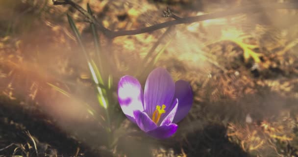 Egy közeli kép magányos lila krokuszról, amint remeg a szélben. Macro felvétel virág virágzik a szabadban tavasszal. Flora, természet, sáfrány. — Stock videók