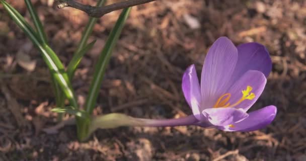 Macro disparo de tierna flor púrpura temblando al aire libre en el viento ligero. Primer plano del azafrán que crece en el suelo del jardín. Naturaleza, flora . — Vídeo de stock