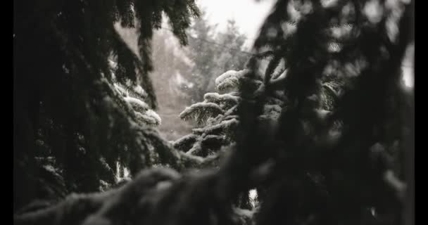 Beyaz kar tanelerinden oluşan kürk ağaçlarının arkasına ateş ediyorlar. Açık havada soğuk bir kış günü. Noel, doğa, güzellik, mevsim. — Stok video