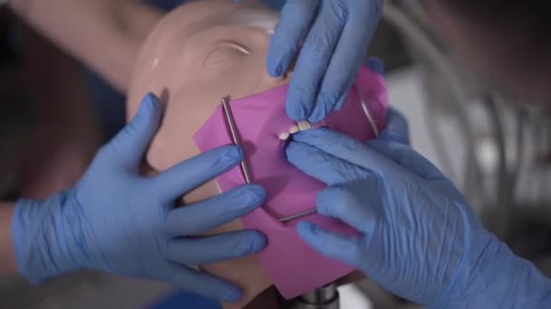 Vrouwelijke blanke handen in blauwe handschoenen installeren roze cofferdam op tandheelkundige etalagepop. Close-up van onherkenbare tandartsen die manipulatie beoefenen. Geneeskunde, odontologie, beroep. — Stockvideo