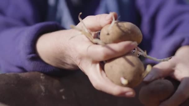 Närbild av kvinnliga kaukasiska gamla händer som håller potatis. Oigenkännlig äldre bybonde som arbetar med grönsaker på hösten. Livsstil, jordbruk, landsbygd, livsmedel. — Stockvideo