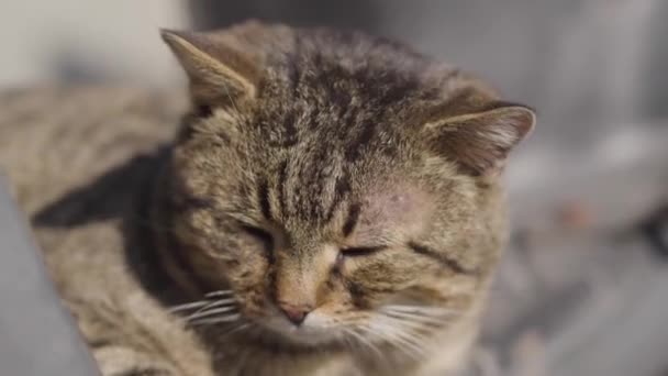 Gros plan du réchauffement du chat gris sous les rayons du soleil par une journée ensoleillée d'été. Agréable animal fermant les yeux et tournant le visage au soleil. Loisirs, animaux, faune .