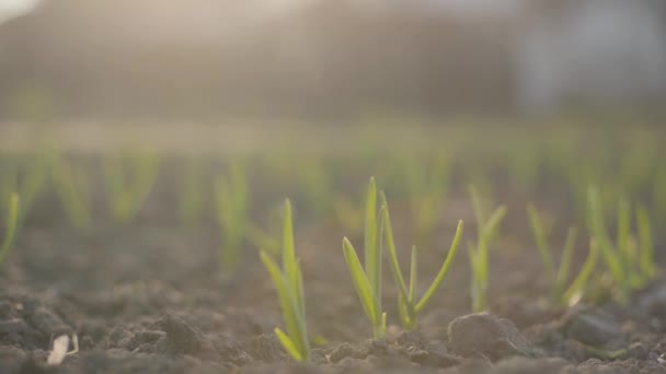 Närbild av växter kvistar på fältet i solljus. Gröna blad i svart bördig jord. Jordbruk, tillväxt, vår, jordbruk. — Stockvideo