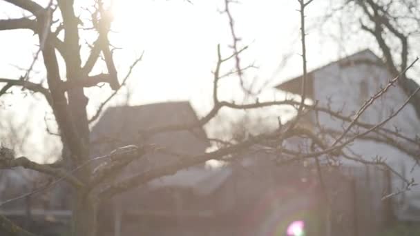 Sunny spring day in rural suburb in Ukraine. Trees without leaves in sunlight. Tranquility, nature, fresh air. — Stock Video