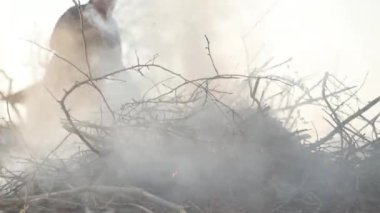 Bulanık Kafkas kıdemli çiftçi bir grup yanan kuru dalın arkasında duruyor ve ateşi karıştırmak için tırmık kullanıyor. Olgun bir adam açık havada atıkları yakıyor..