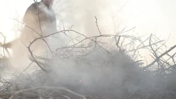 Elmosódott fehér vezető farmer áll egy rakás égő száraz ág mögött, és gereblyével keveri a tüzet. Idős ember elégeti a hulladékot a szabadban. — Stock videók