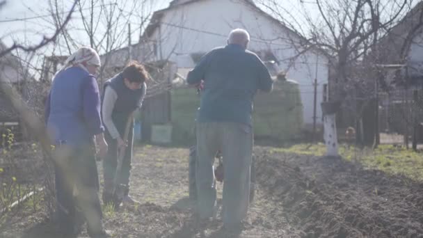 Rückansicht eines reifen kaukasischen Mannes mit Furche, der sich der Kamera nähert, als Frauen mit Schaufel Gemüse anpflanzen. Menschen, die im ländlichen Garten im zeitigen Frühling arbeiten. Anbau, Landwirtschaft, Landwirtschaft. — Stockvideo