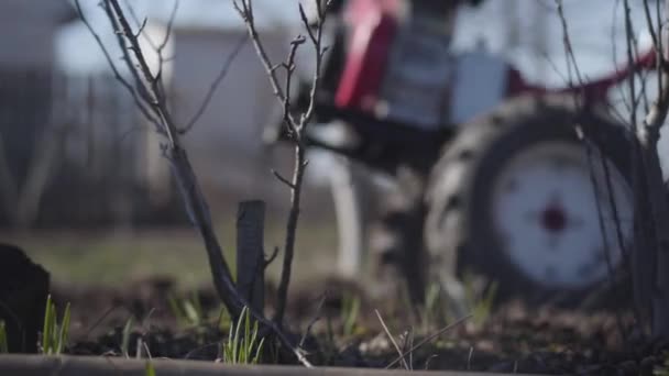 Grey bush growing at foreground as blurred unrecognizable man with furrower working in rural garden at the background. Senior farmer furrowing soil in early spring. Agriculture, cultivation, farming. — Stock Video