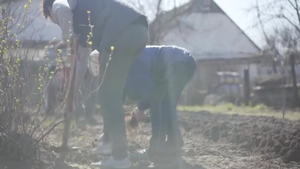 Dorosły biały człowiek pracujący w wiejskim ogrodzie w słoneczny wiosenny dzień. Mężczyźni i kobiety sadzą ziemniaki w marcu. Zdrowe odżywianie, domowe jedzenie, rolnictwo, styl życia. — Wideo stockowe